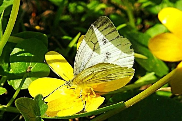 Csodálatos természet 12